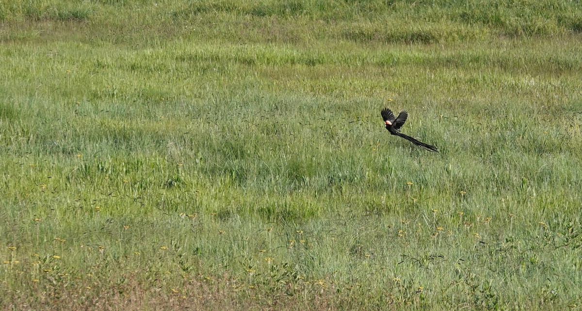 Long-tailed Widowbird - ML646364942