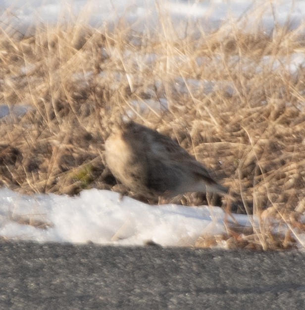 Chestnut-collared Longspur - ML646364943