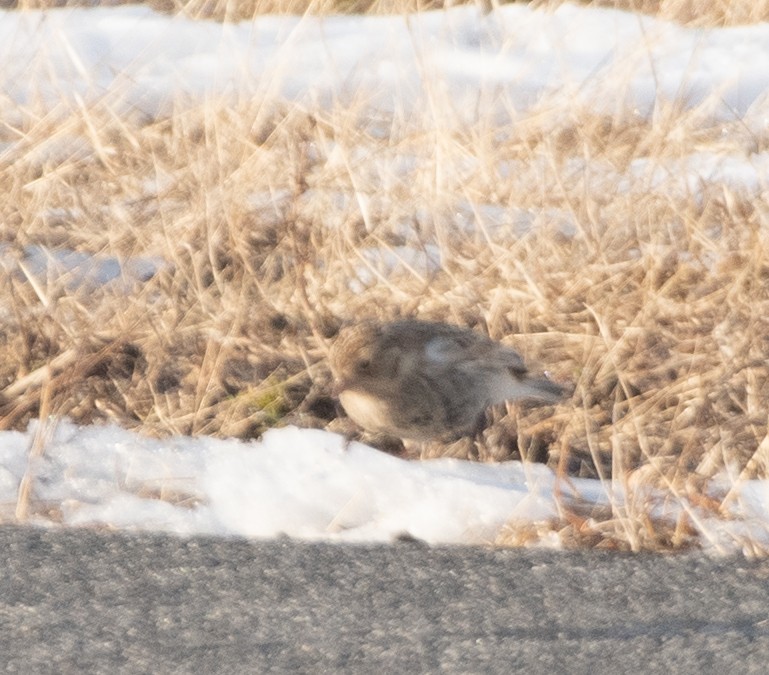 Chestnut-collared Longspur - ML646364944