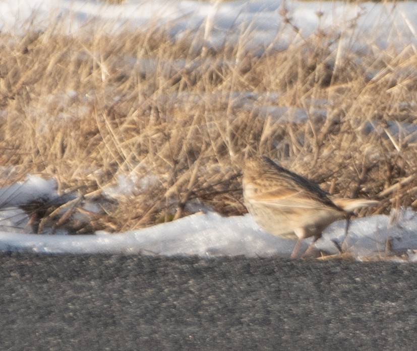 Chestnut-collared Longspur - ML646364945