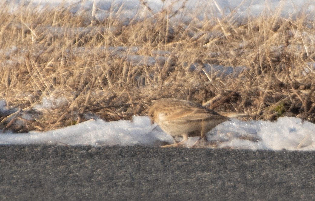 Chestnut-collared Longspur - ML646364946