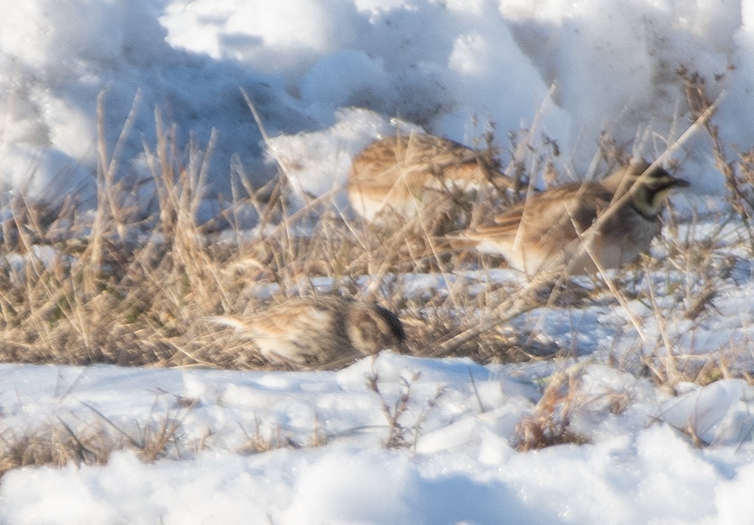 Chestnut-collared Longspur - ML646364947