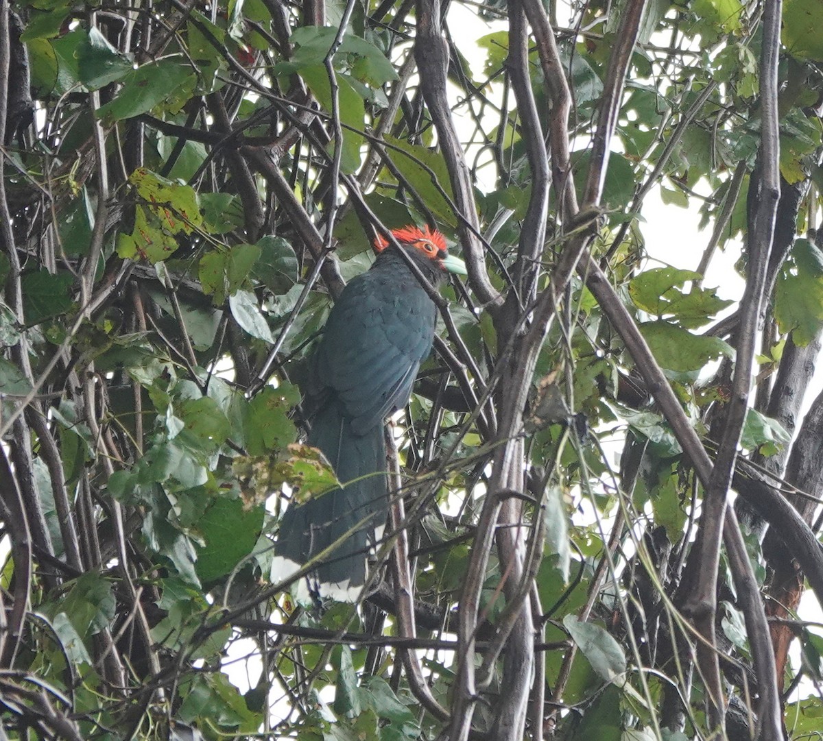 Red-crested Malkoha - ML646364950