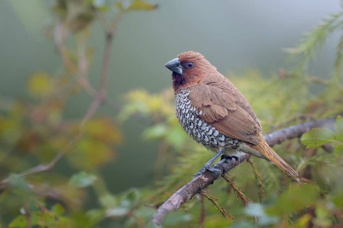 Scaly-breasted Munia - ML646364951