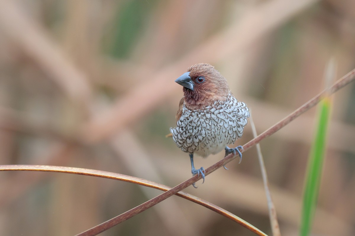 Scaly-breasted Munia - ML646364952