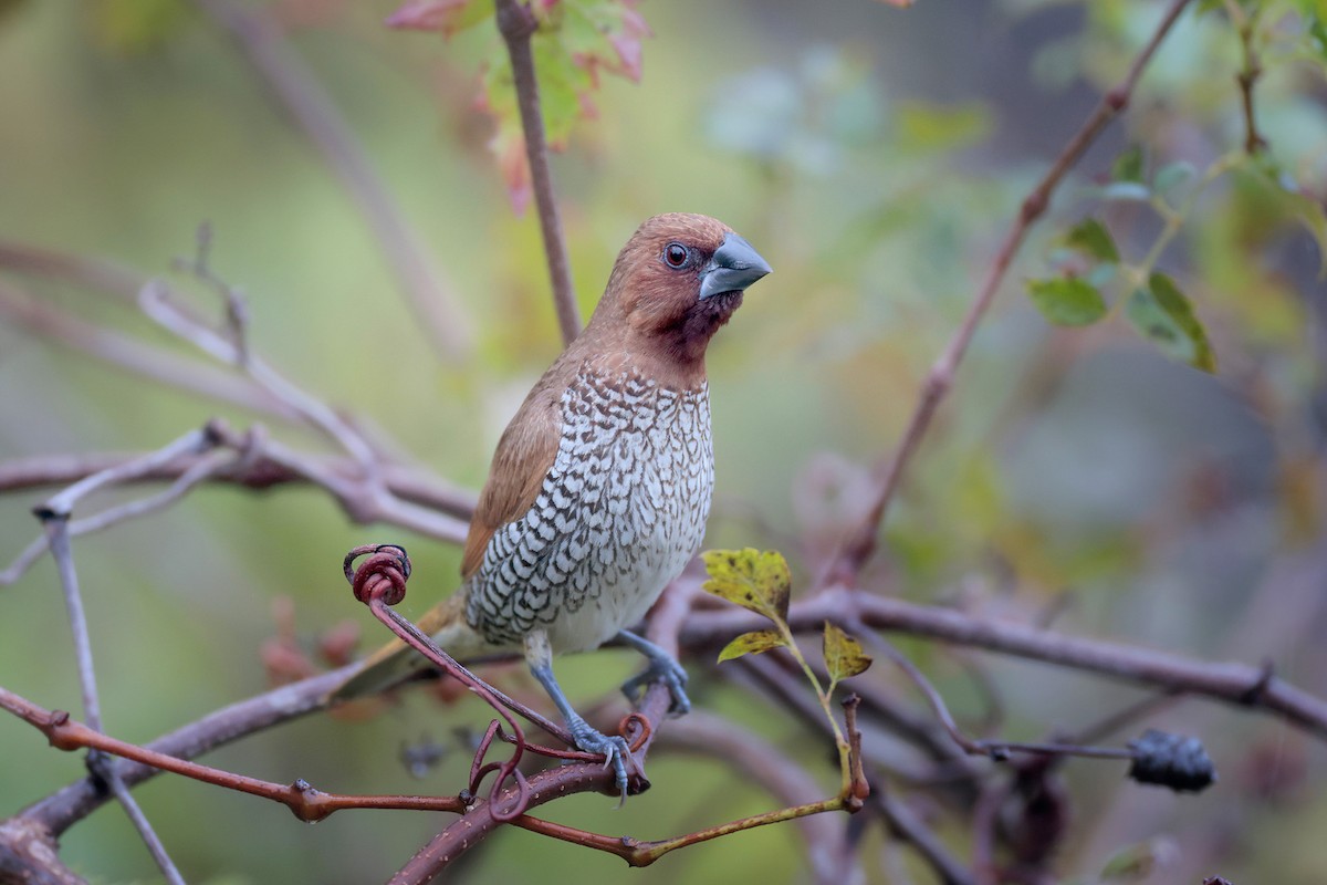 Scaly-breasted Munia - ML646364953