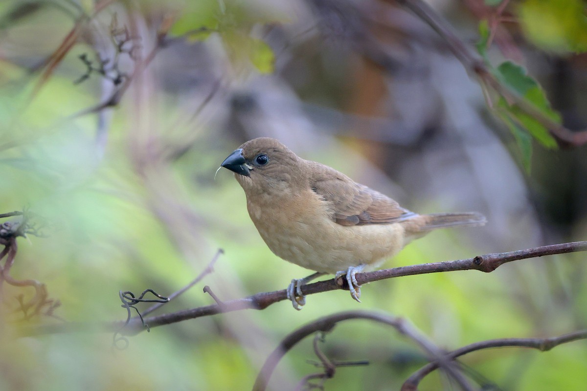 Scaly-breasted Munia - ML646364954