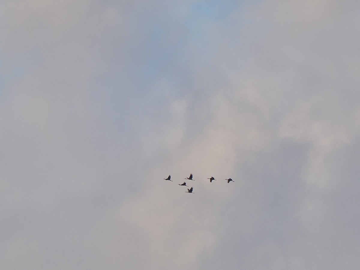 Sandhill Crane - ML646364955