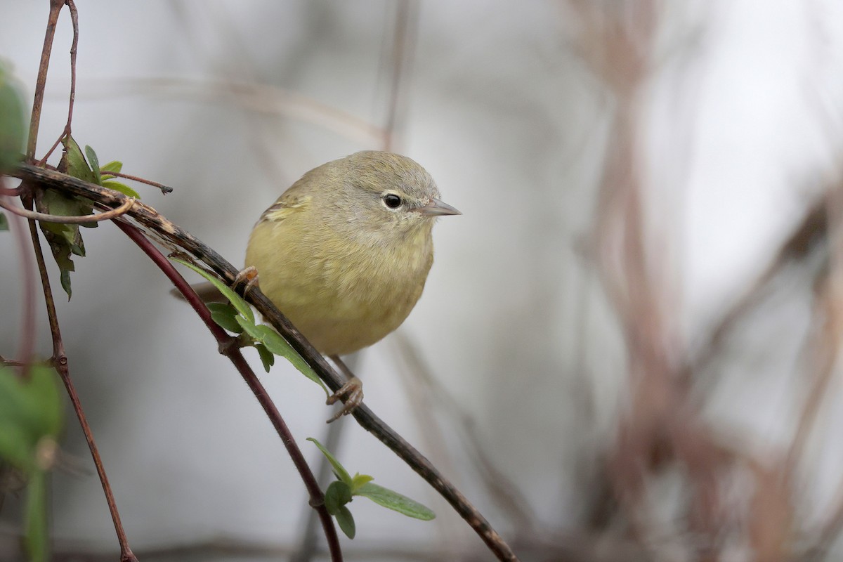 Orange-crowned Warbler - ML646364966