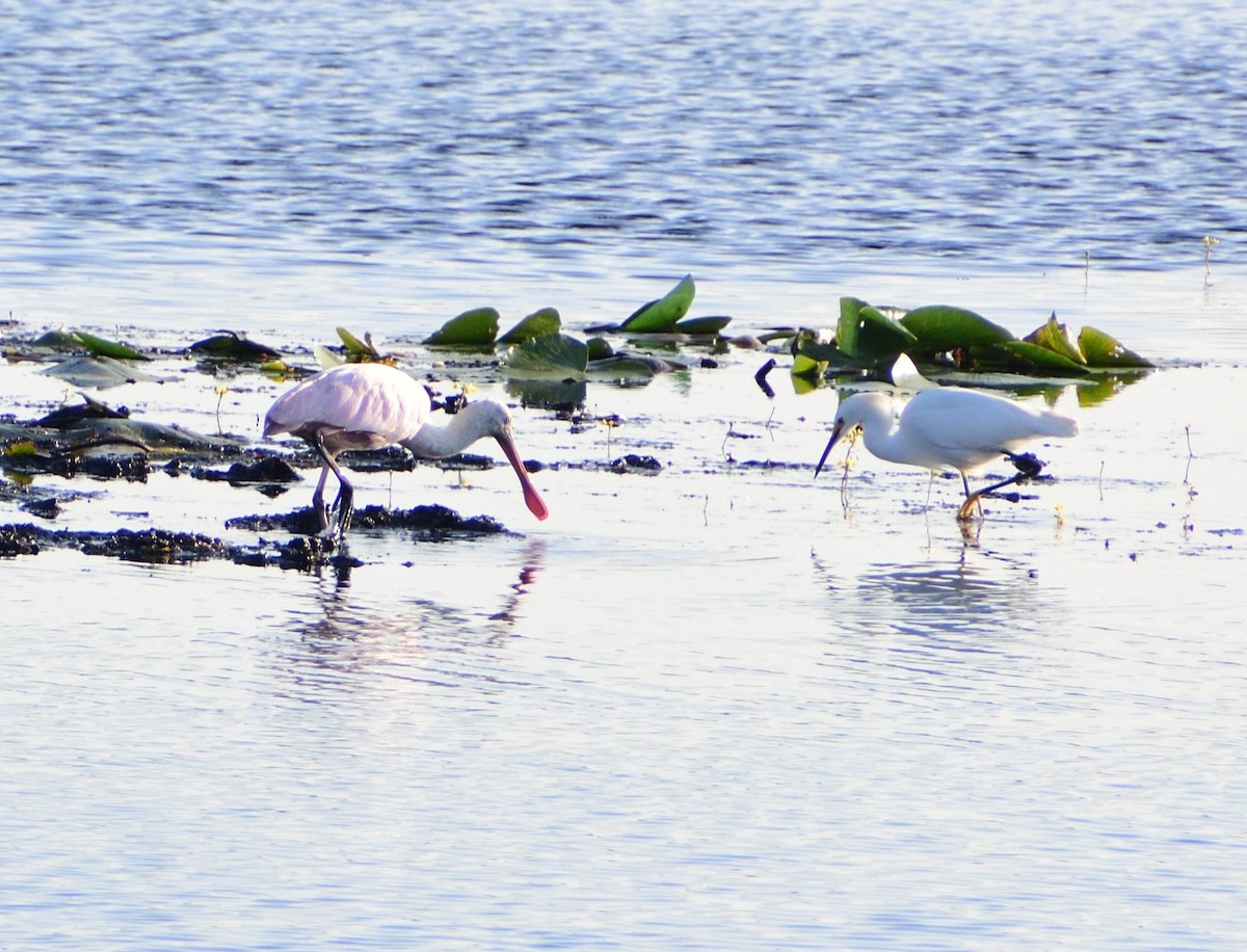 ユキコサギ - ML646364967