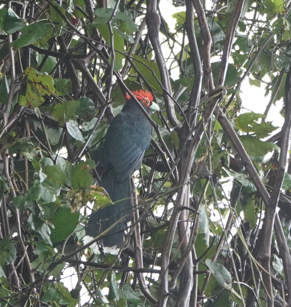 Red-crested Malkoha - ML646364968