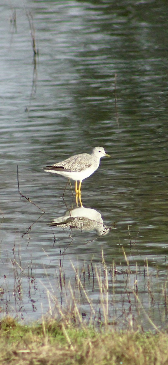 Greater Yellowlegs - ML646364971
