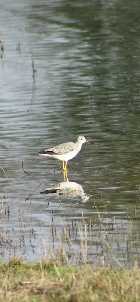 Greater Yellowlegs - ML646364972