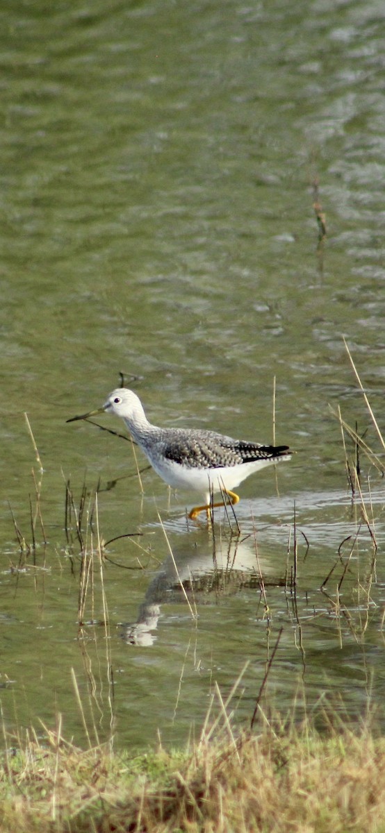 Greater Yellowlegs - ML646364973