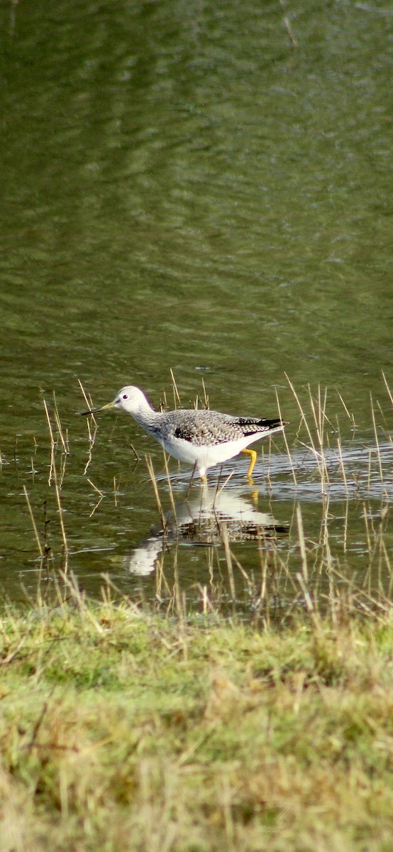 Greater Yellowlegs - ML646364974