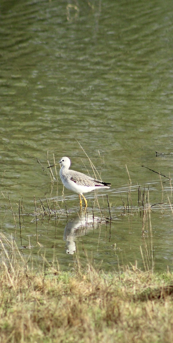 Greater Yellowlegs - ML646364975