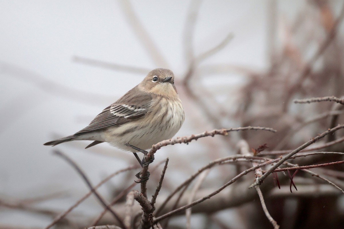Yellow-rumped Warbler - ML646364976