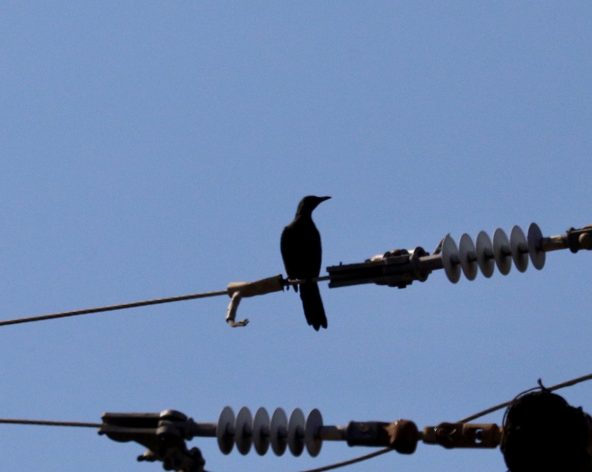 Red-winged Starling - ML646364978