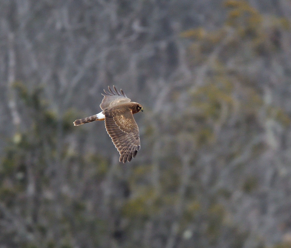 Northern Harrier - ML646364980