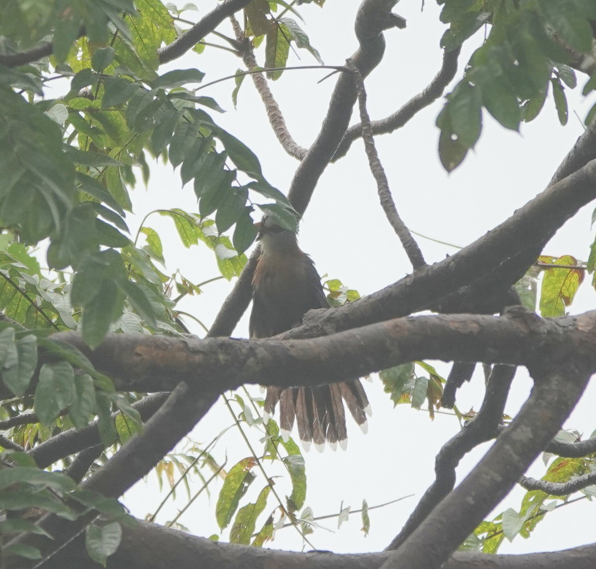 kukačka šupinková - ML646364981