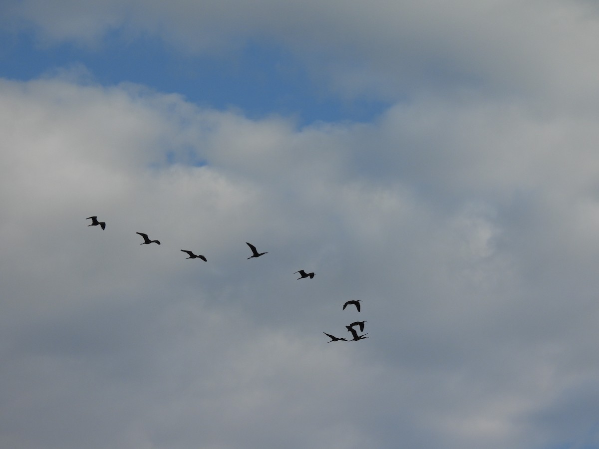 White-faced Ibis - ML646364982