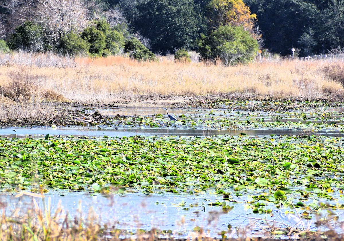 オオアオサギ - ML646364985