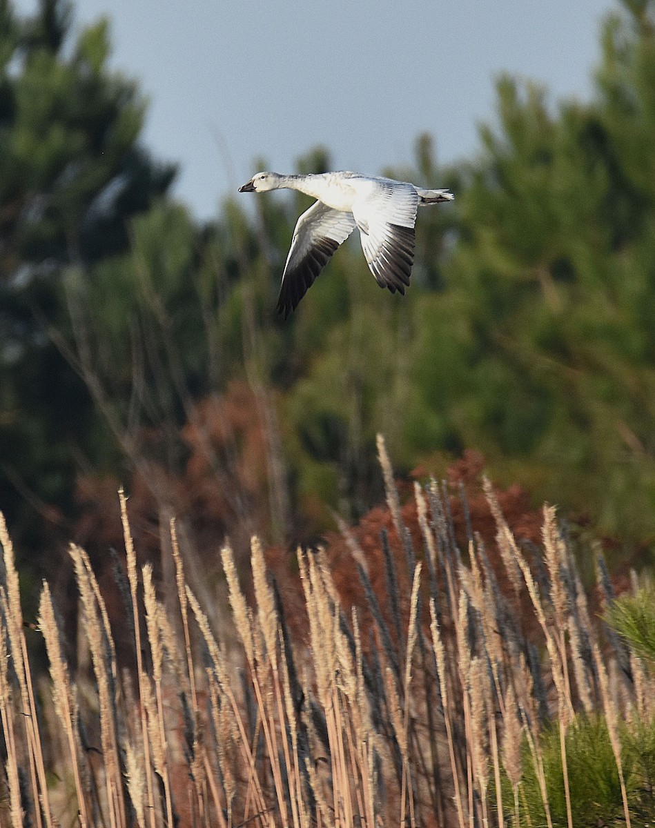 Snow Goose - ML646364987