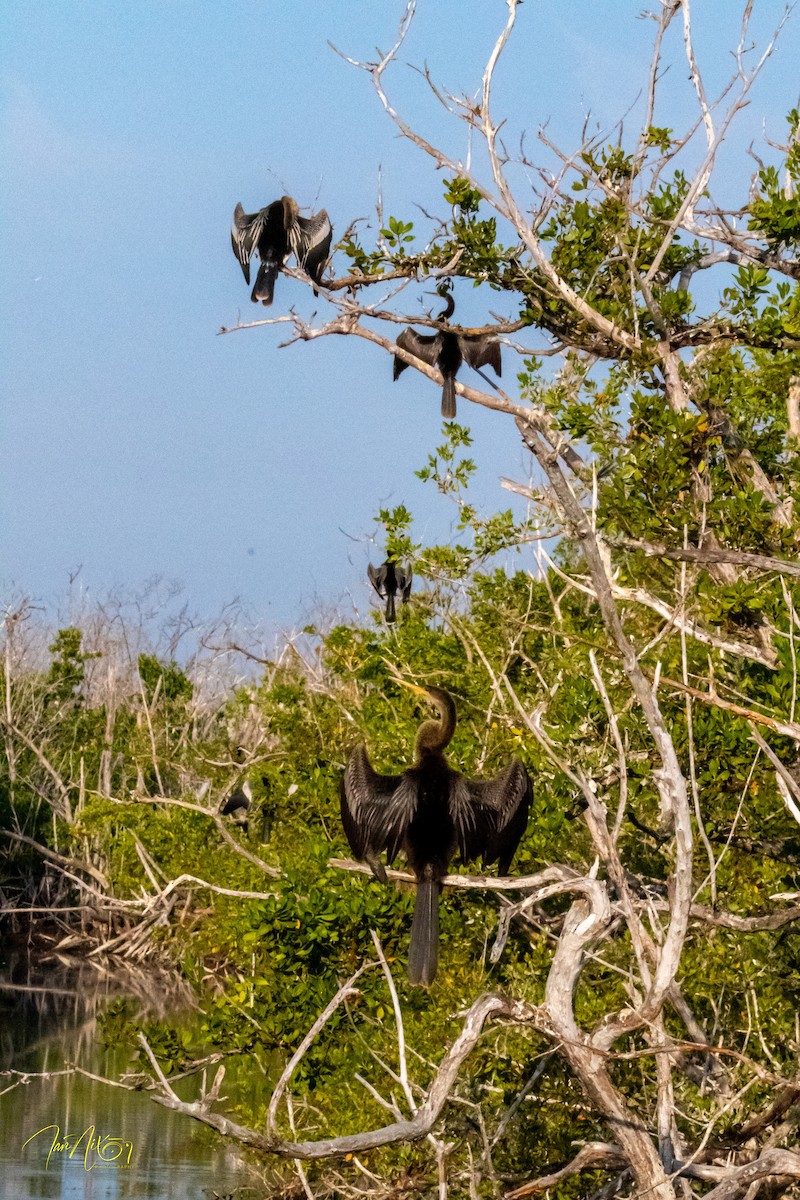 Anhinga - ML646364988