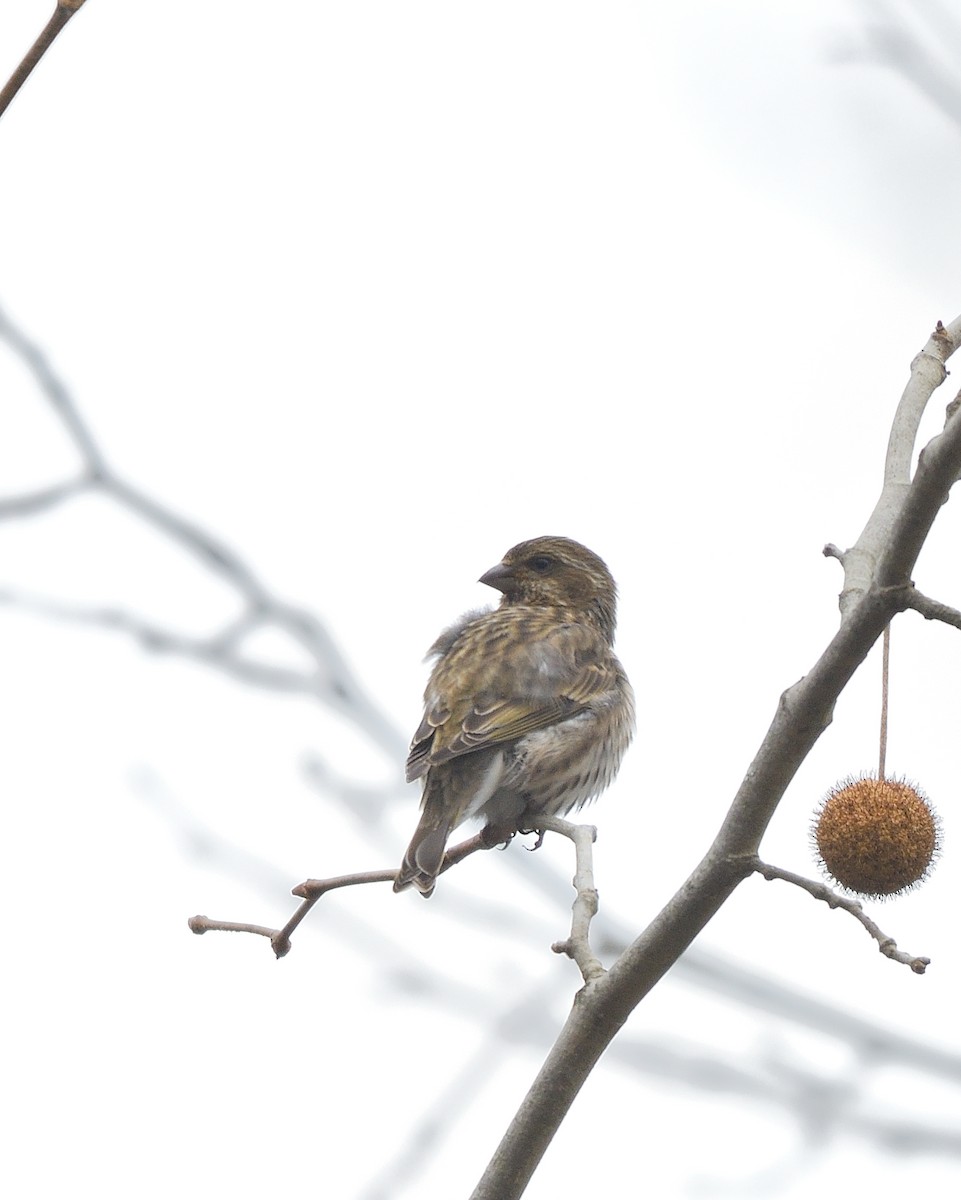 Purple Finch - ML646365002
