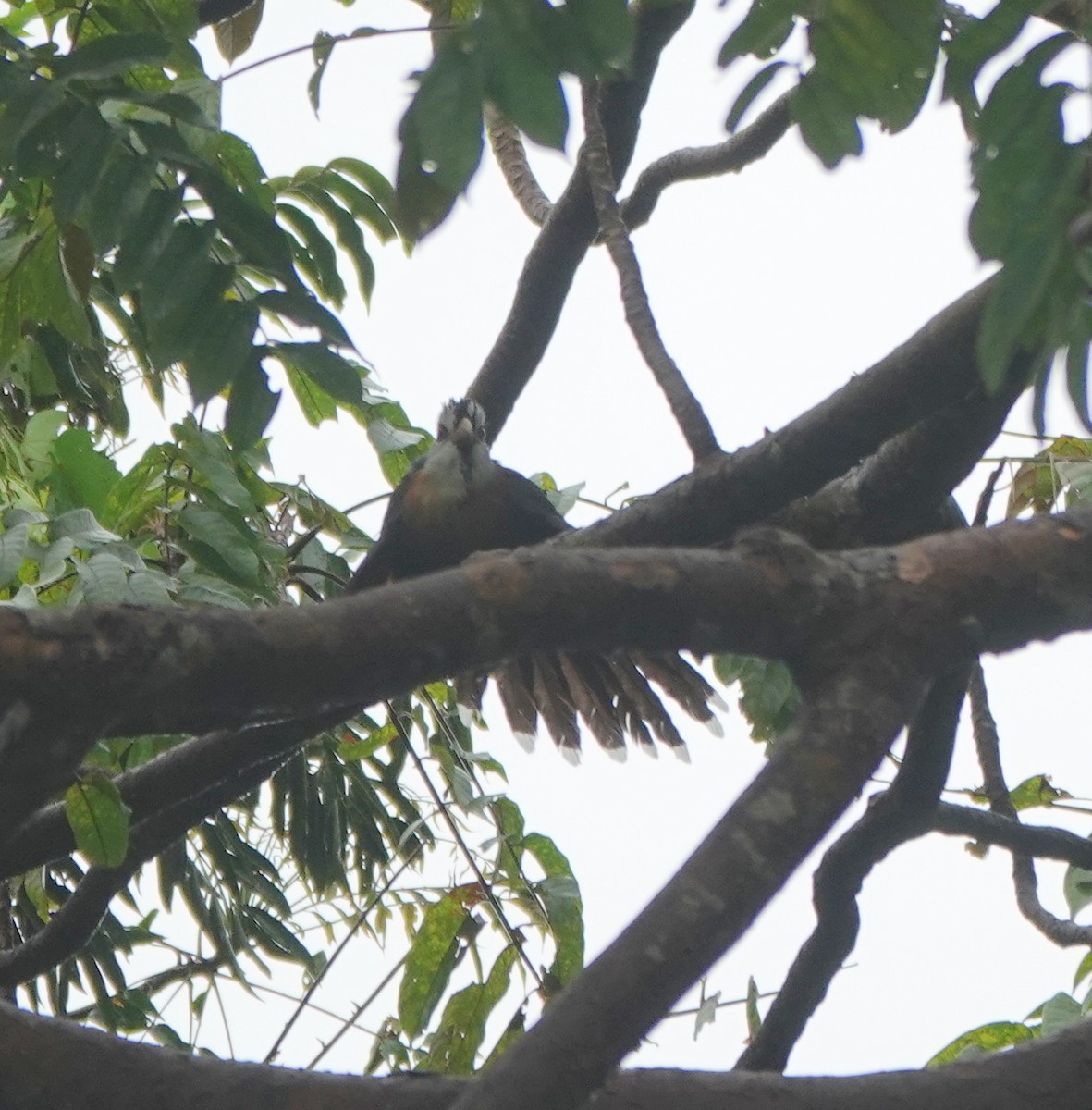 kukačka šupinková - ML646365004