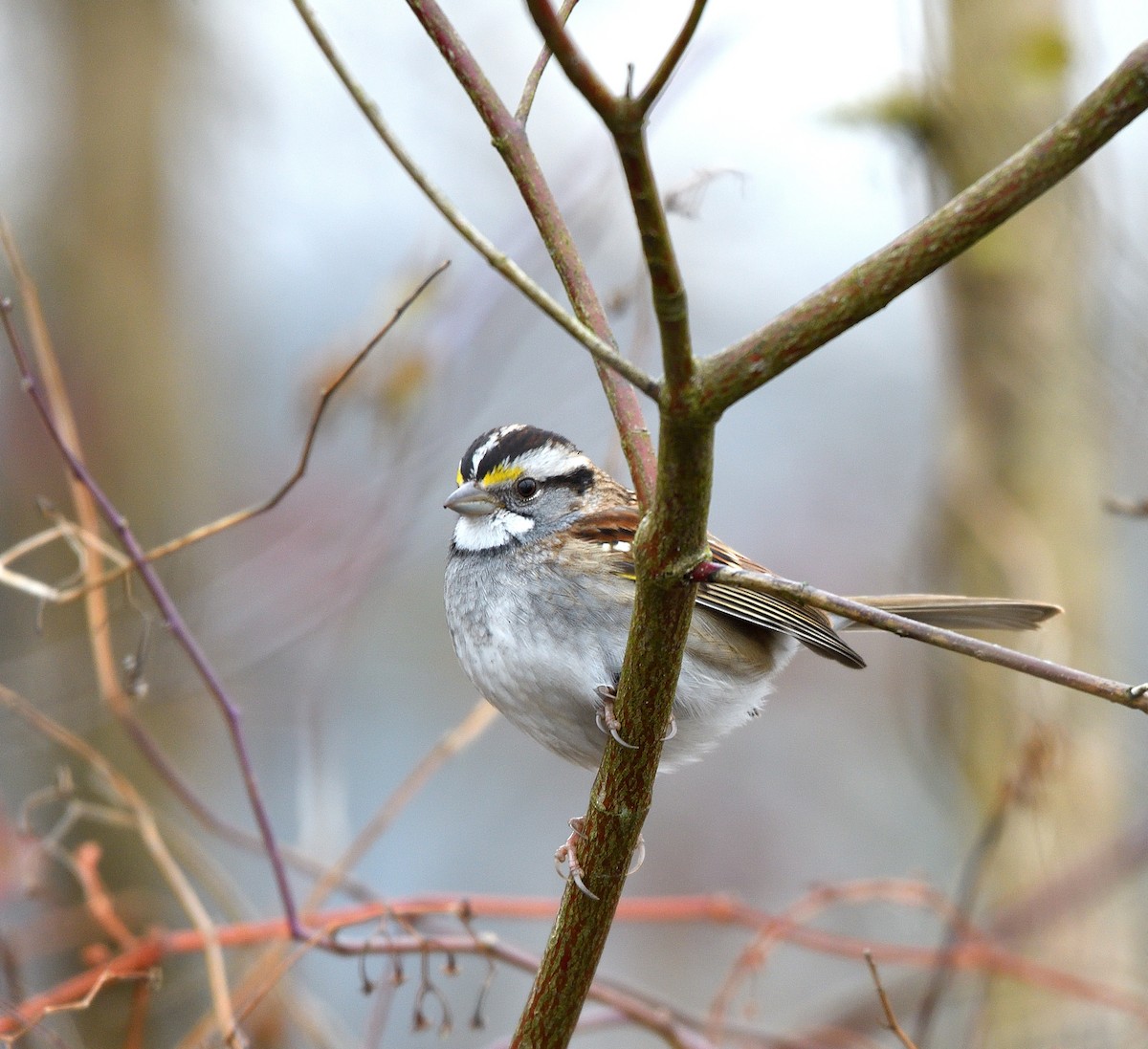 White-throated Sparrow - ML646365005
