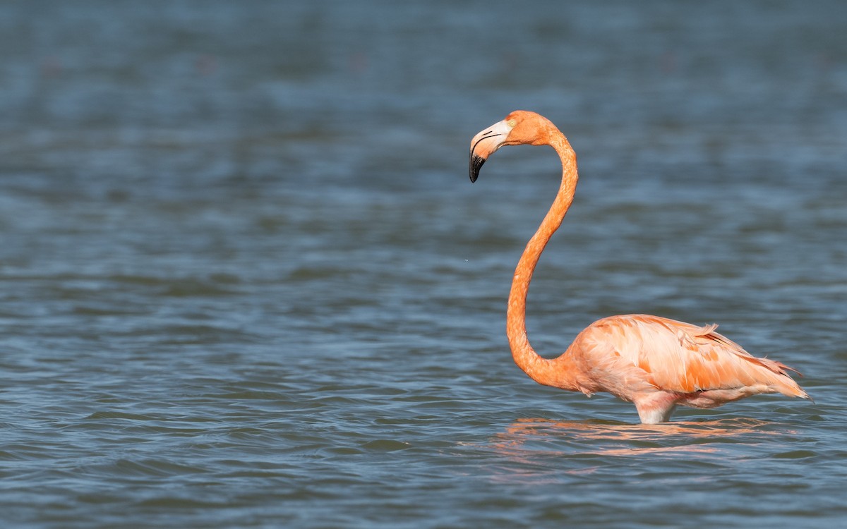 American Flamingo - ML646365006