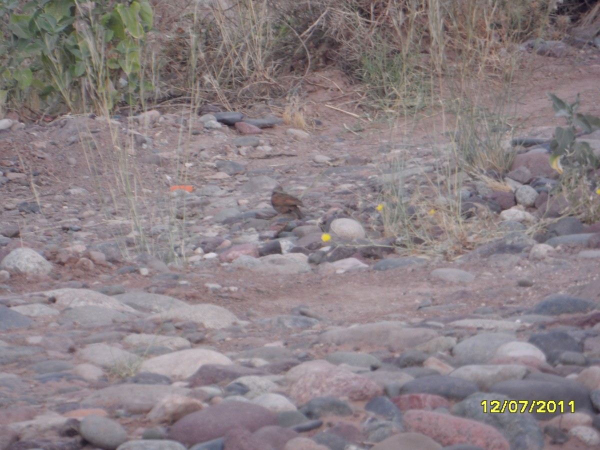 strnad saharský - ML646365007