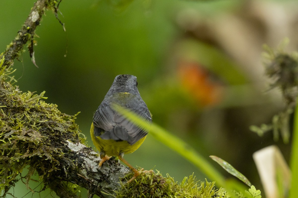 Gray-and-gold Warbler - ML646365009