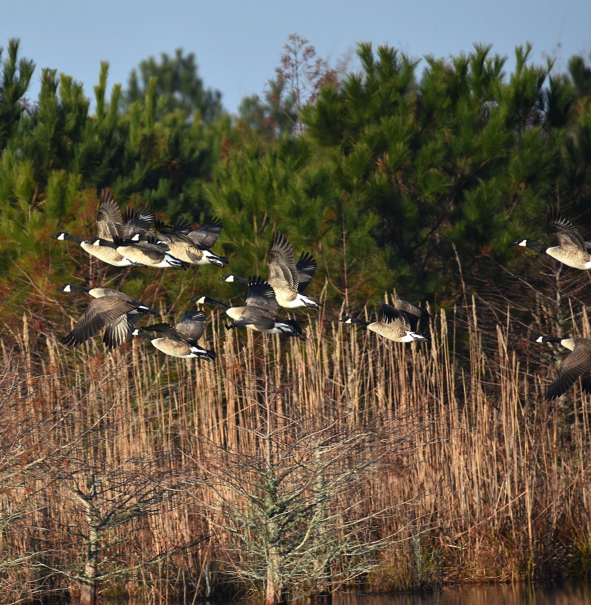 Bernache du Canada - ML646365010