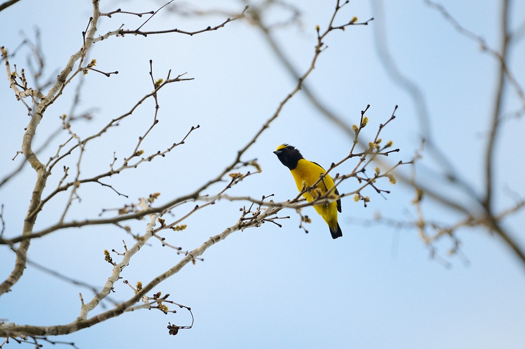 Scrub Euphonia - ML646365011