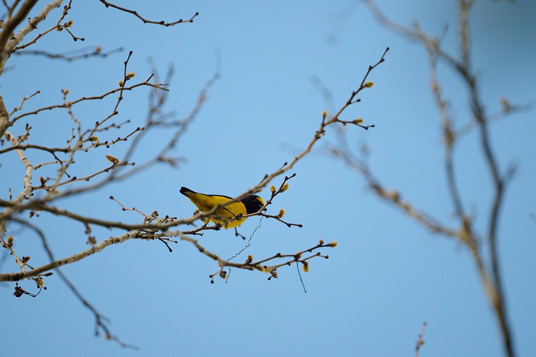 Scrub Euphonia - ML646365012