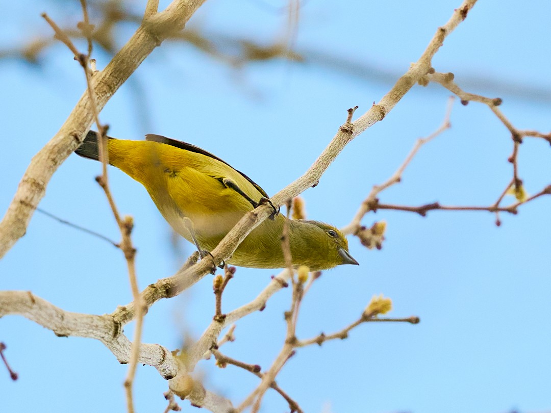 Scrub Euphonia - ML646365013
