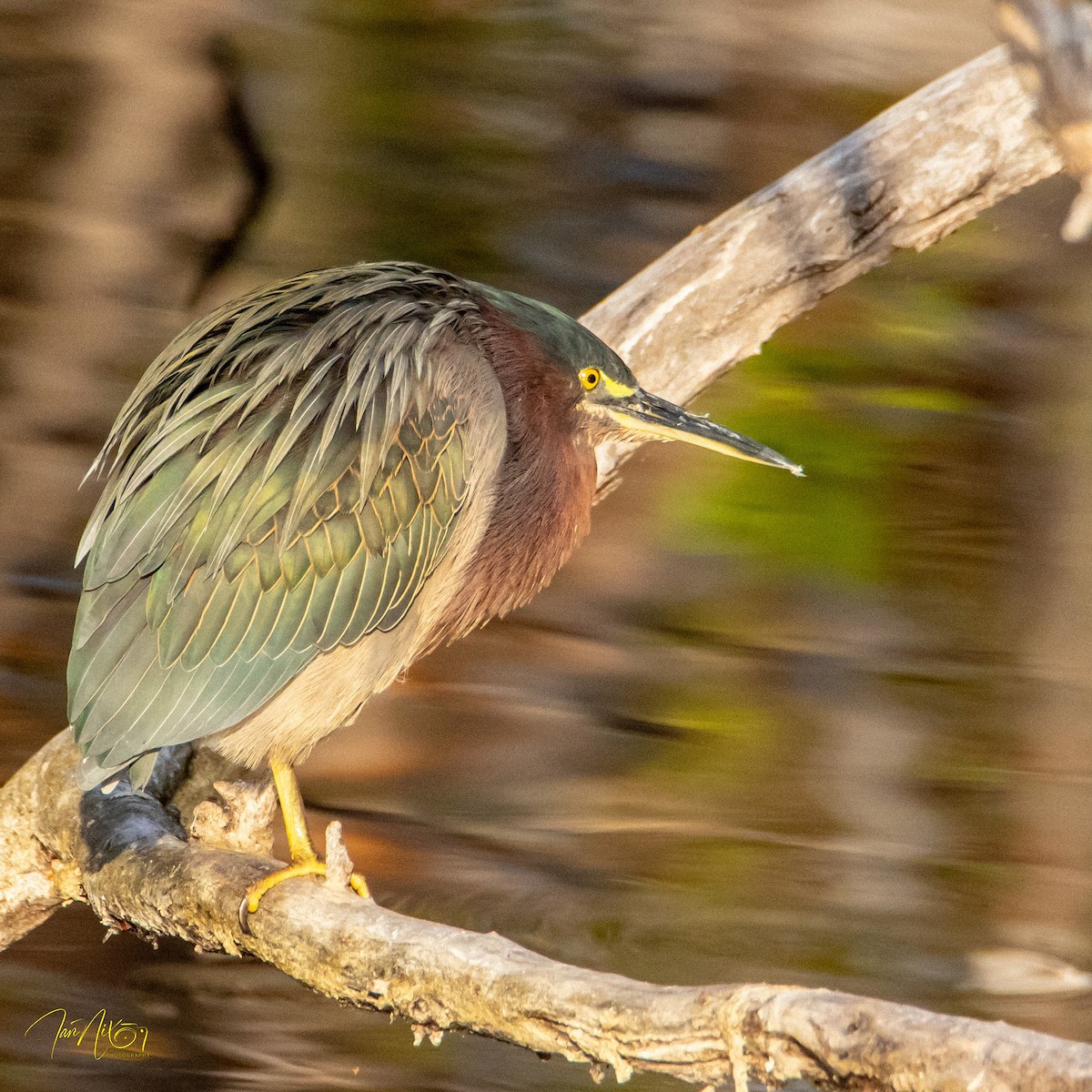Green Heron - ML646365015
