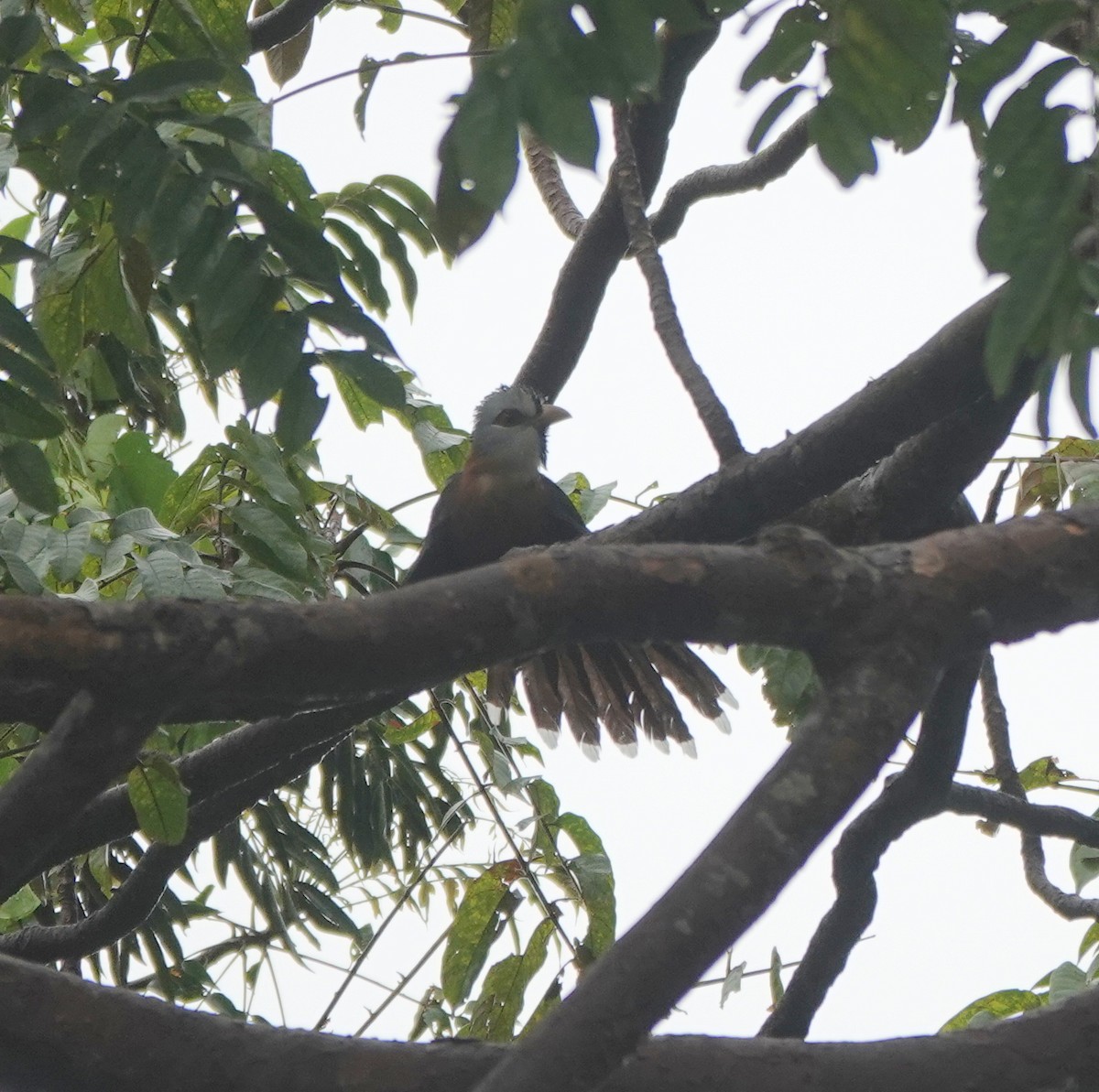 kukačka šupinková - ML646365017