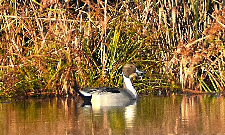 Northern Pintail - ML646365018