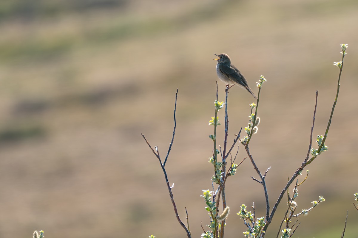 Grauwangen-Musendrossel - ML646365019