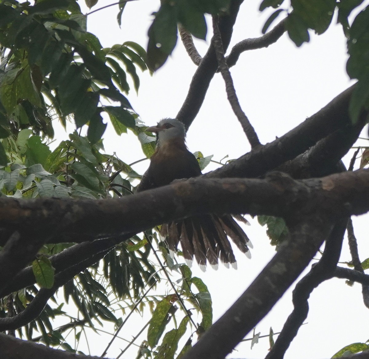 kukačka šupinková - ML646365021