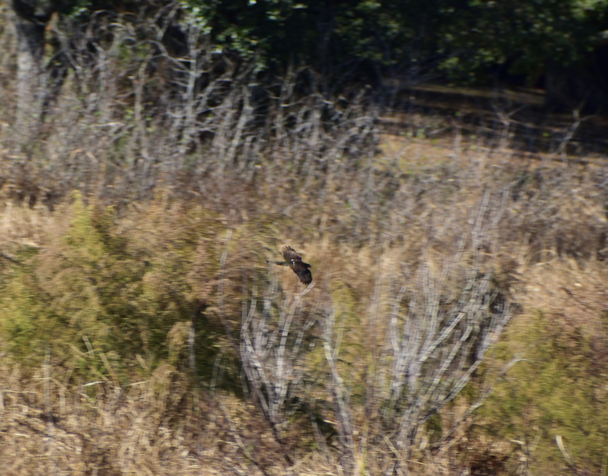 ハクトウワシ - ML646365026