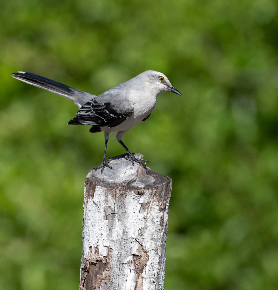 Tropikal Taklitçi (gracilis/leucophaeus) - ML646365028