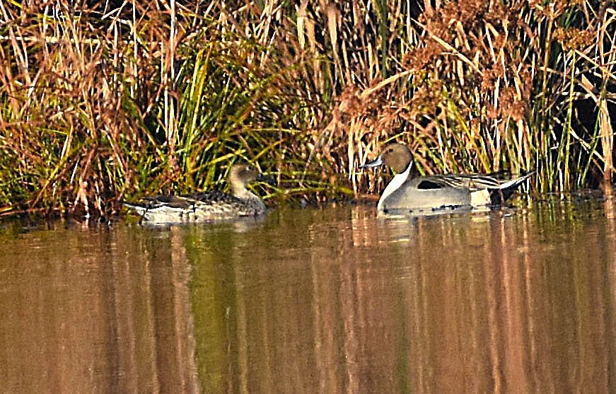 Northern Pintail - ML646365029