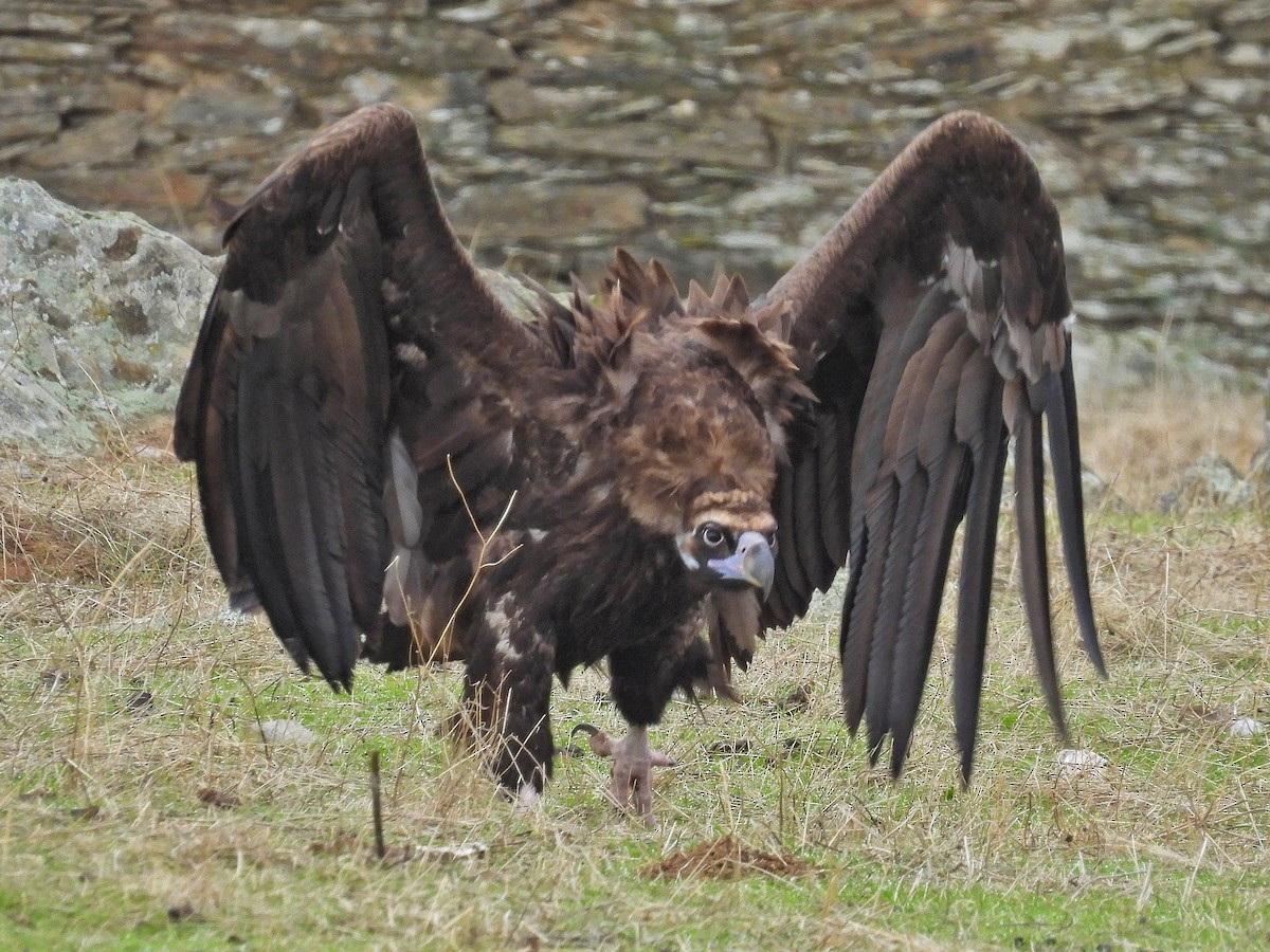 Buitre Negro - ML646365033