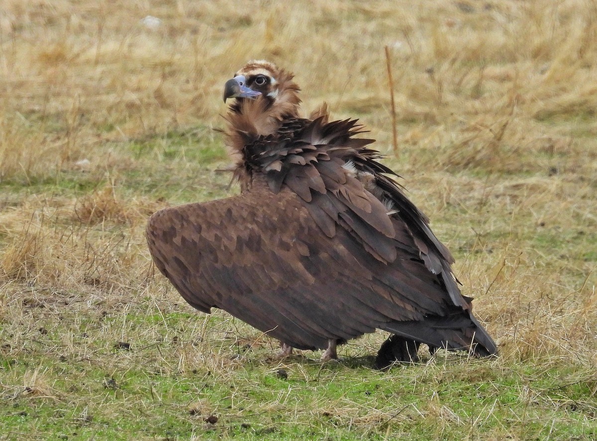Buitre Negro - ML646365035