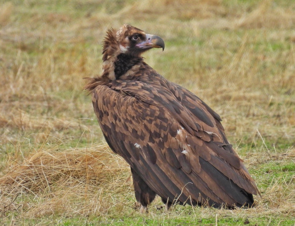 Buitre Negro - ML646365036