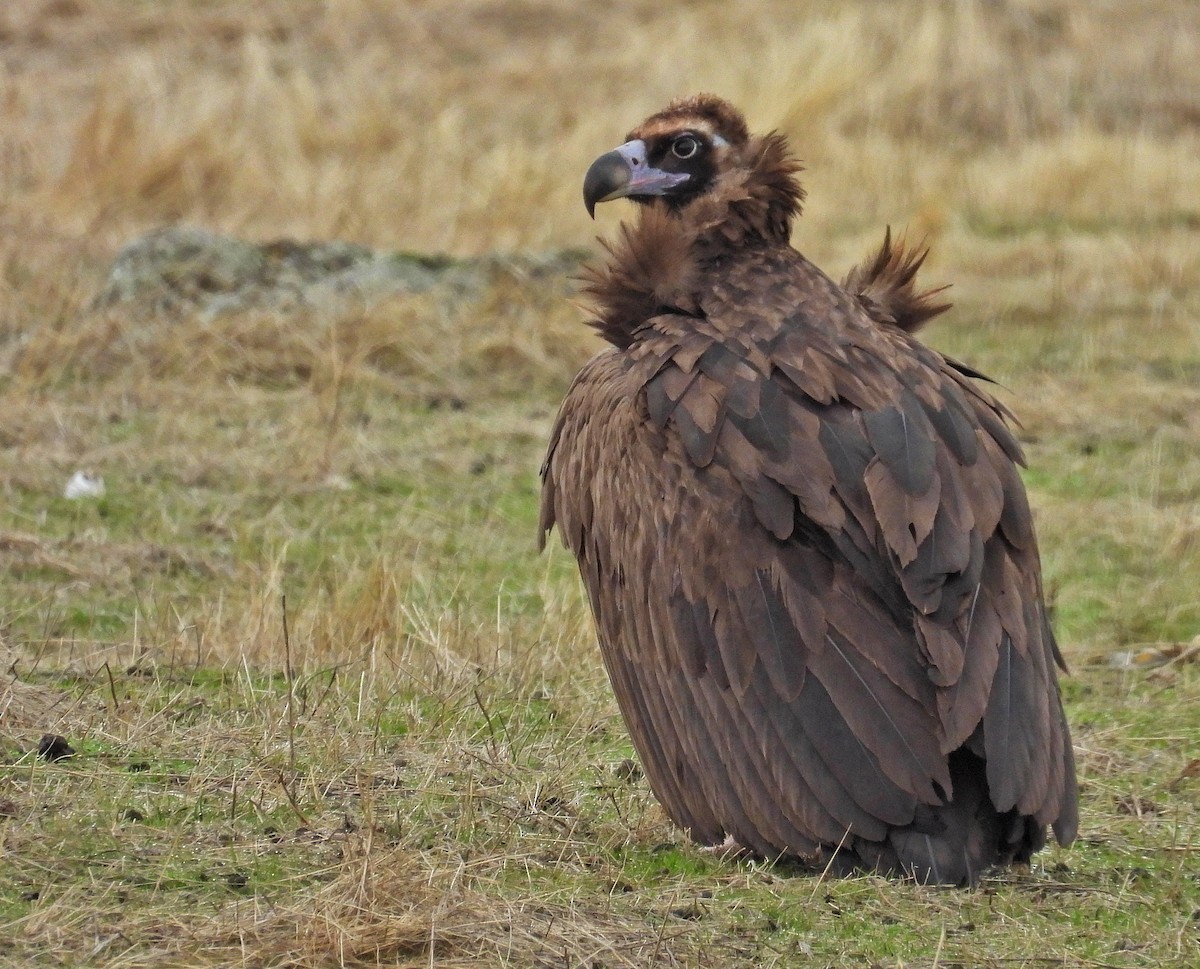 Buitre Negro - ML646365037
